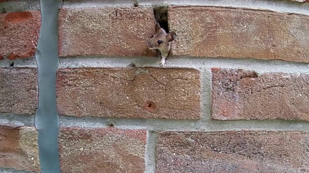 maus in der wand