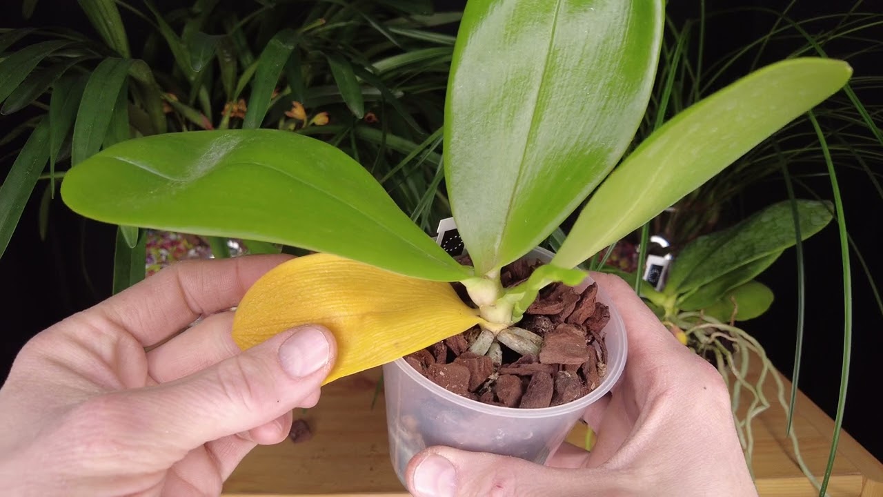 gelbe orchidee bedeutung