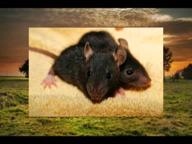 mäuse im traum